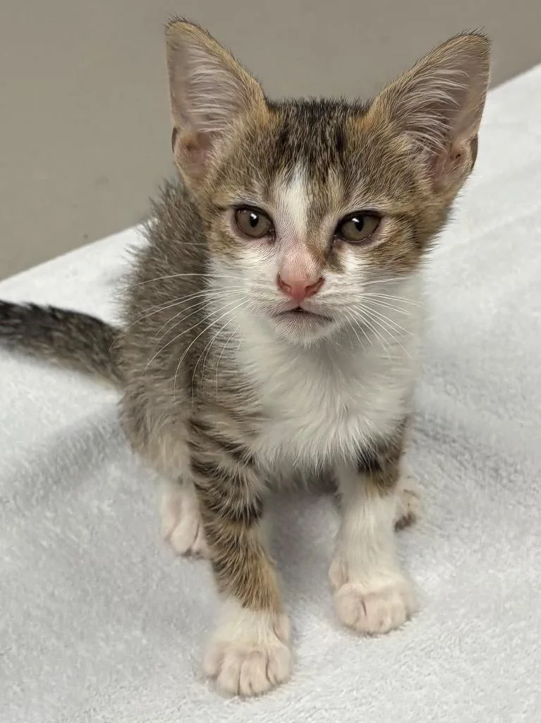 A baby medium-sized male Domestic Short Hair cat named Piranha for adoption in Peoria, AZ