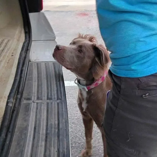 A young medium-sized female Brown / Chocolate Retriever dog named Nina for adoption in Williston, VT