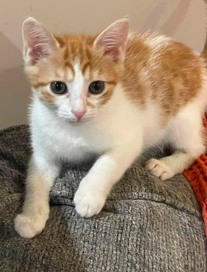 A baby medium-sized male Orange & White Domestic Short Hair cat named Zach for adoption in Concord, NC