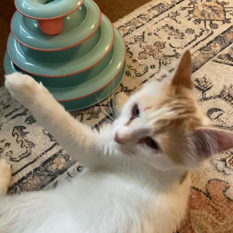 A young medium-sized male Domestic Medium Hair cat named Pluto for adoption in Cumming, GA