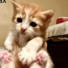 A baby small-sized male Orange / Red Domestic Short Hair cat named Phoenix Lichens for adoption in Woodstock, VA