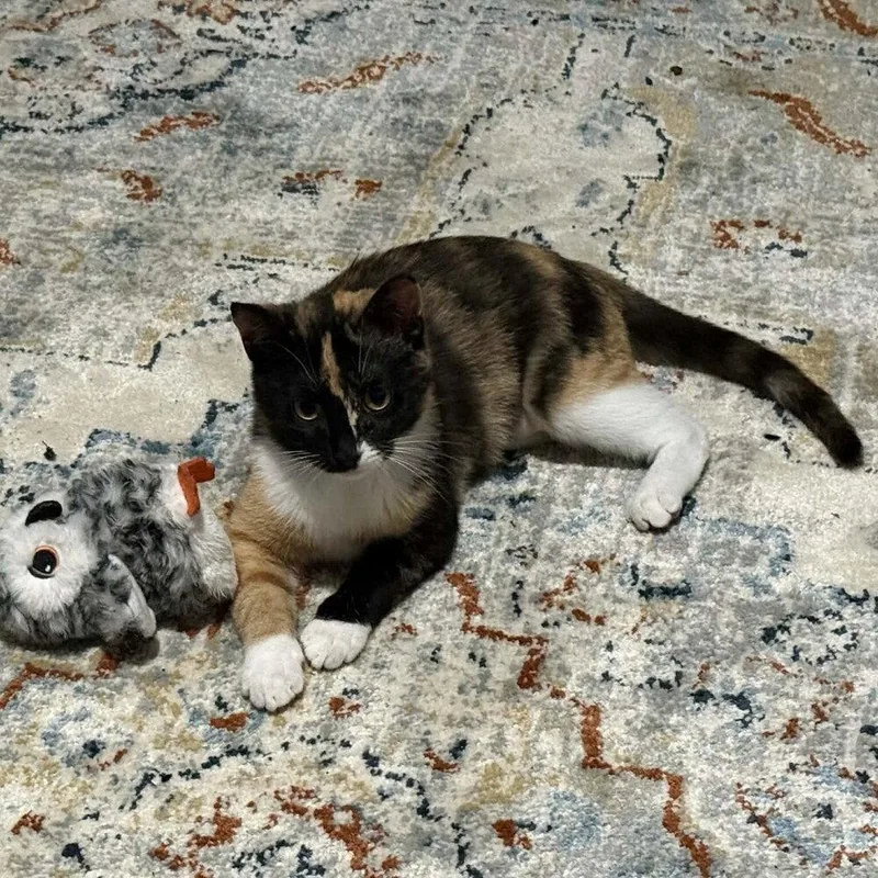 A baby medium-sized female Domestic Short Hair cat named Zoey for adoption in Candler, NC