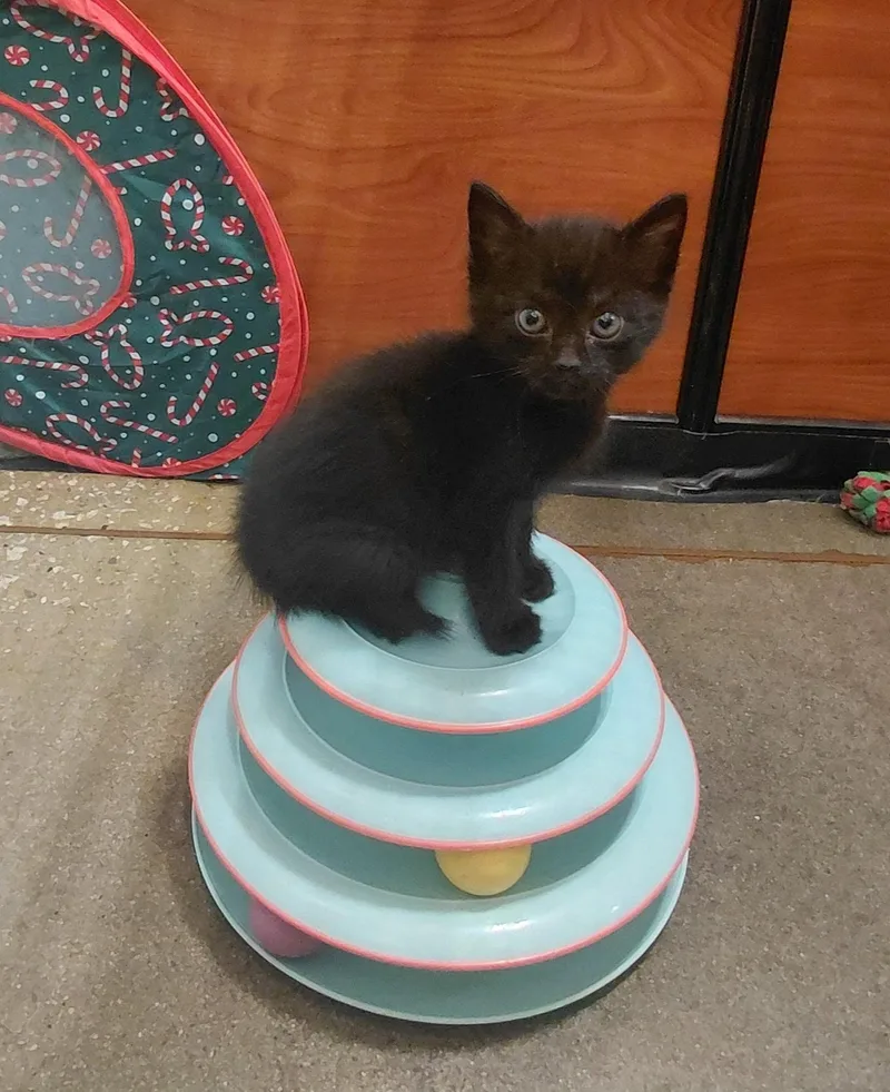 A baby medium-sized male Black American Shorthair cat named Jude for adoption in Marvin, NC