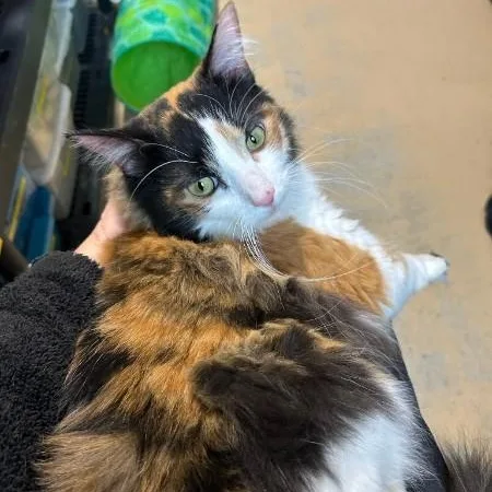 An adult medium-sized female Calico Domestic Long Hair cat named Wilma for adoption in Bolingbrook, IL