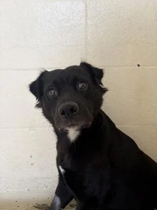 An adult medium-sized female Mixed Breed dog named Chloe for adoption in Honolulu, HI