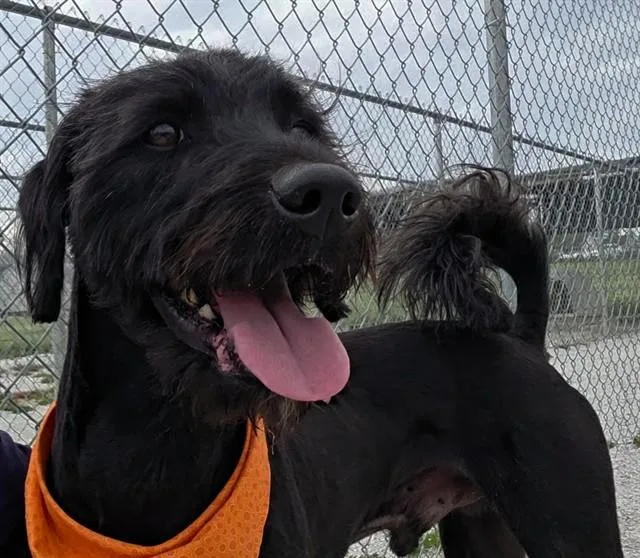 An adult large-sized male Mixed Breed dog named Ribsy for adoption in Rogers, AR