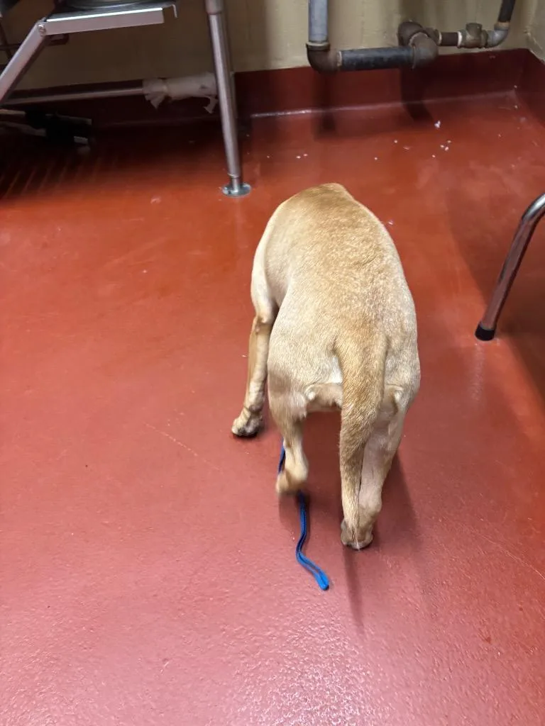 A baby medium-sized female Mixed Breed dog named Rumi for adoption in Douglasville, GA