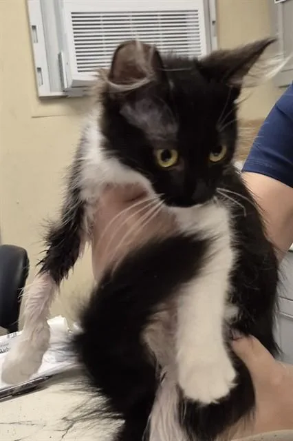 A baby small-sized female Domestic Medium Hair cat named Snowdrop for adoption in Lodi, CA