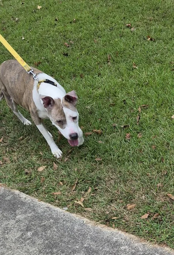 A senior medium-sized female Pit Bull Terrier dog named Pen Dixie for adoption in Lawrenceville, GA
