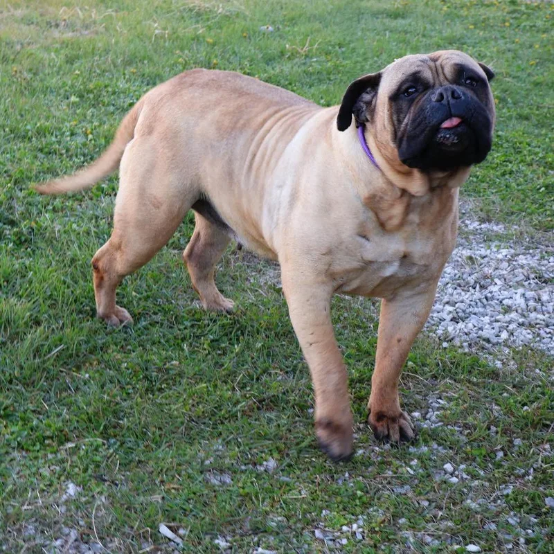 An adult extra large-sized female Bullmastiff dog named Bianca for adoption in Zionsville, IN
