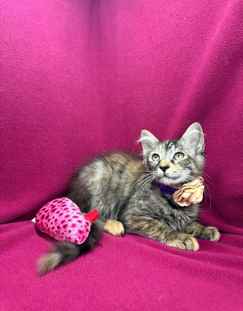 A baby large-sized female Torbie cat named Fable for adoption in Tavares, FL