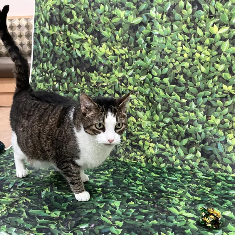 A senior large-sized male Brown / Chocolate Domestic Short Hair cat named Aramis for adoption in Lyndhurst, VA