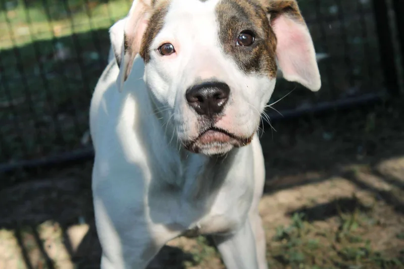 An adult large-sized female Pit Bull Terrier dog named Nelly for adoption in Terre Haute, IN