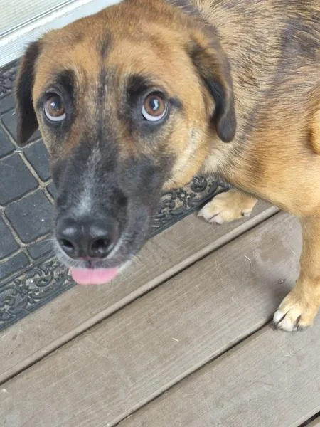 An adult medium-sized male Pointer dog named Pen Monty for adoption in Lawrenceville, GA