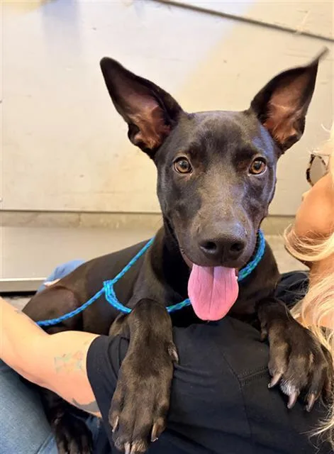 A young large-sized female Pit Bull Terrier dog named Nami for adoption in Camarillo, CA