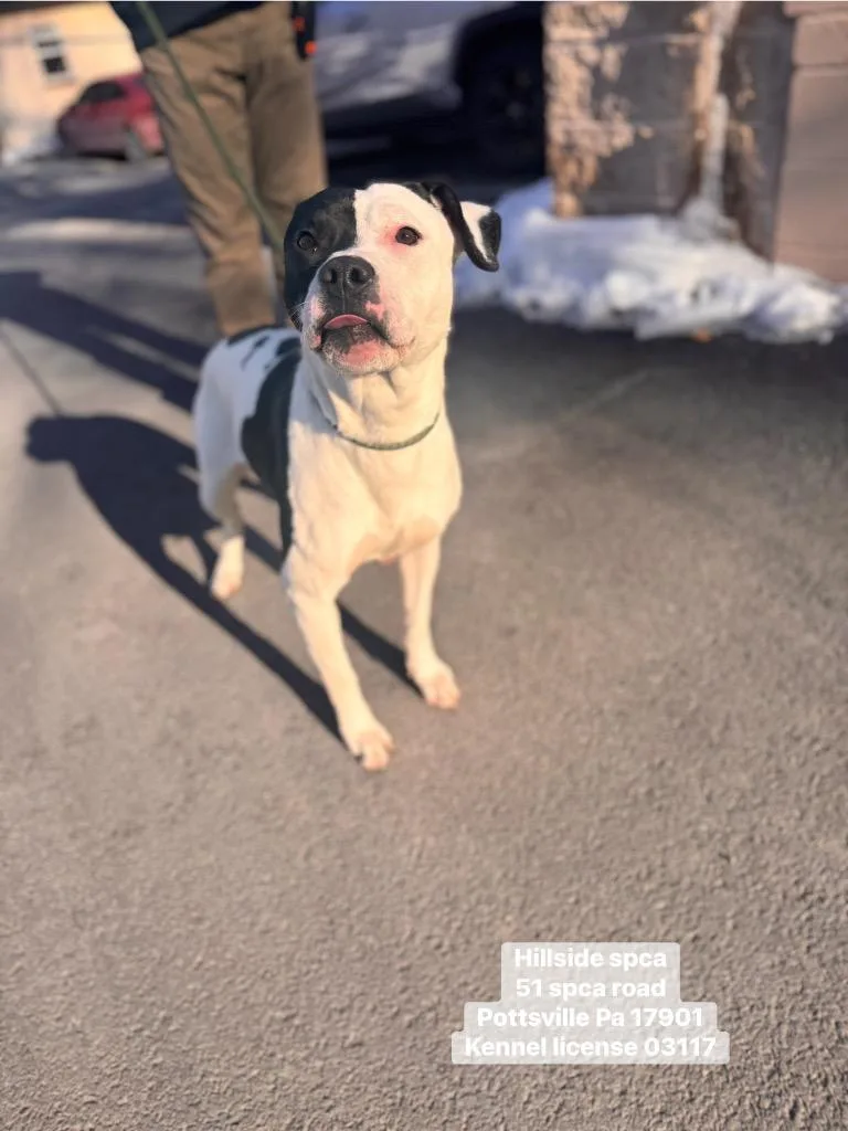 An adult large-sized female Pit Bull Terrier dog named Basil for adoption in Pottsville, PA