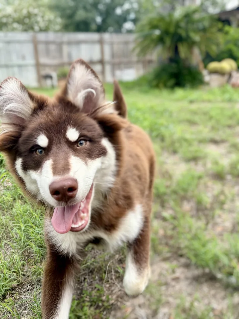 Koa