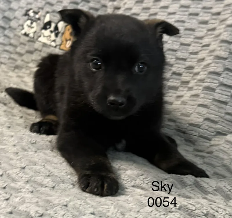 Sky