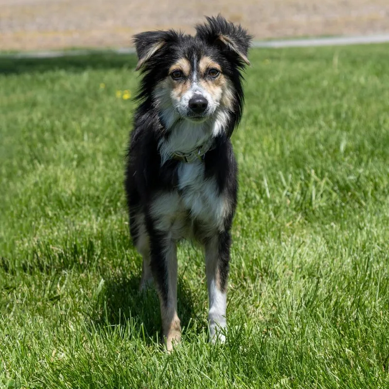 An adult small-sized male Gray / Blue / Silver Mixed Breed dog named Scruffy for adoption in Troy, IL