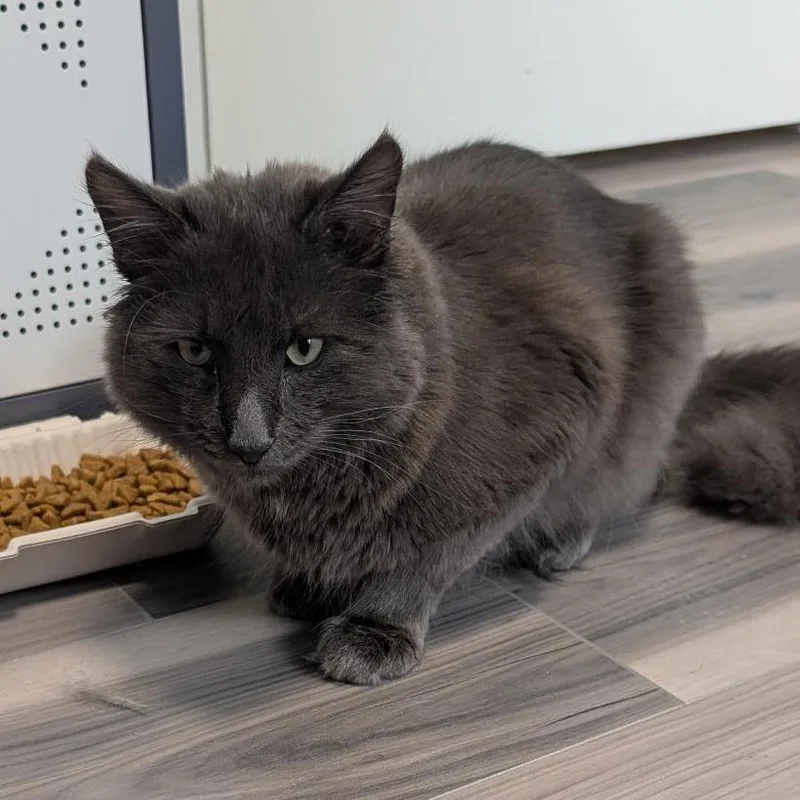 An adult medium-sized male Gray / Blue / Silver Domestic Long Hair cat named Sprite for adoption in Freeport, FL