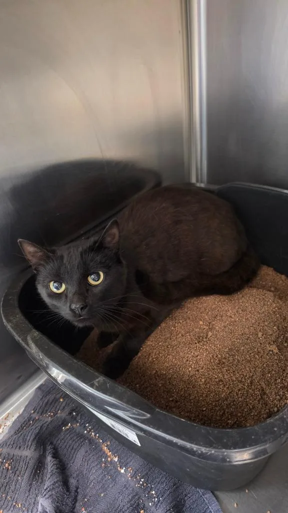 A young small-sized male Domestic Short Hair cat named Spinner for adoption in Athens, TN