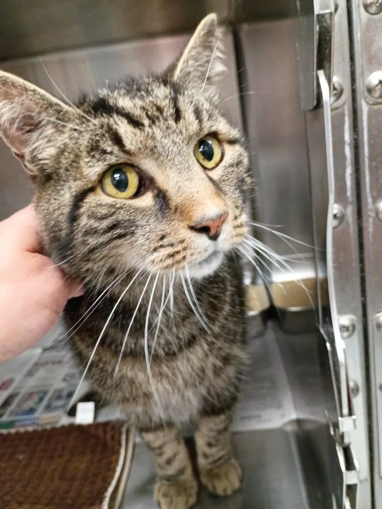 An adult small-sized male Domestic Short Hair cat named Buddy for adoption in Angola, IN