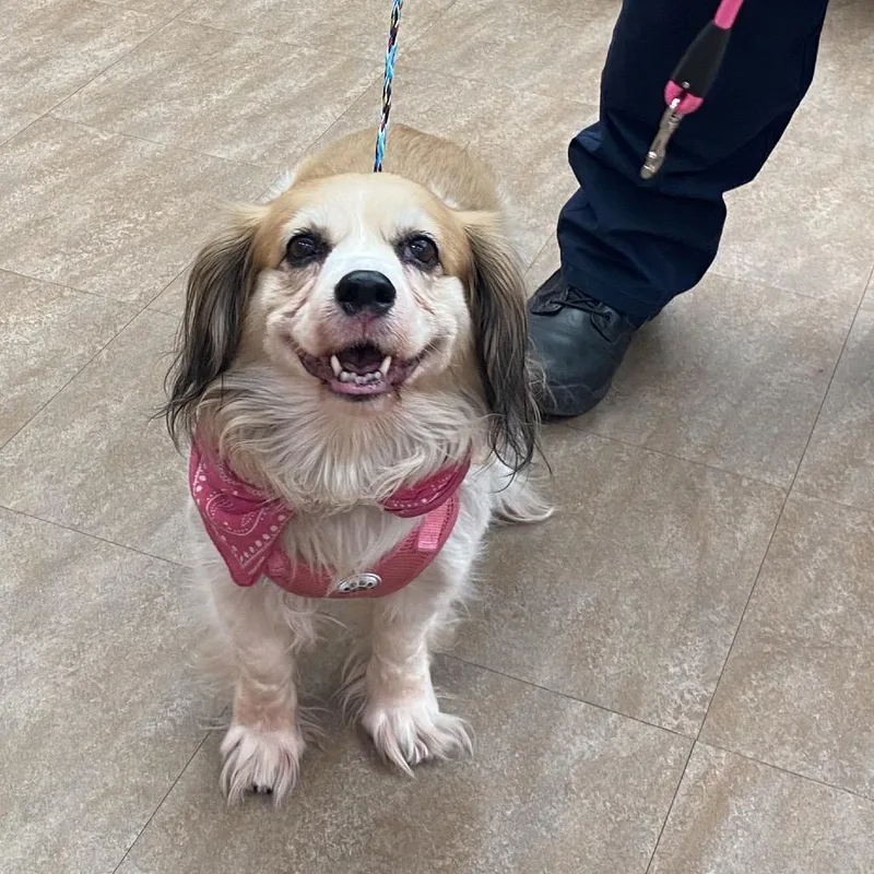 An adult medium-sized female White / Cream Cocker Spaniel dog named Sadie for adoption in Westminster, CA