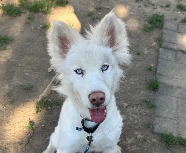 A young large-sized male Siberian Husky dog named Mayonaise for adoption in Omaha, NE