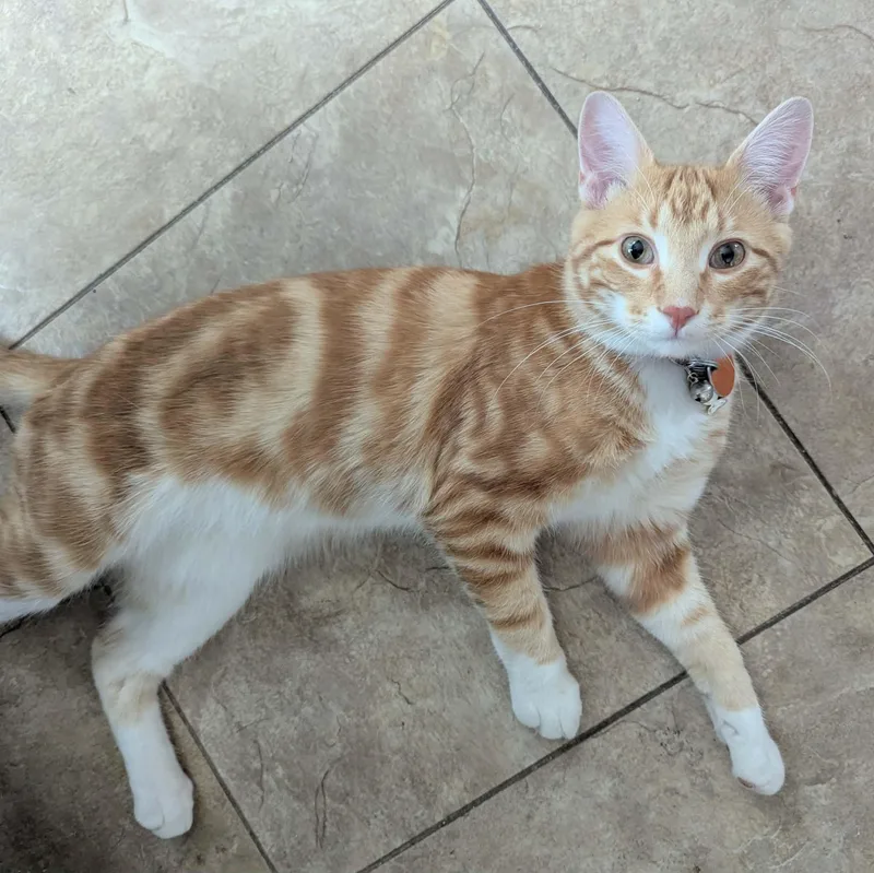 A young large-sized male Domestic Short Hair cat named Auggie for adoption in Little Falls, MN