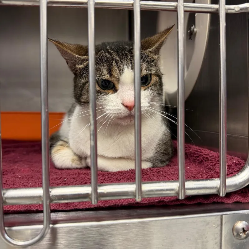 An adult medium-sized female Brown / Chocolate Domestic Short Hair cat named Mina for adoption in Port Charlotte, FL