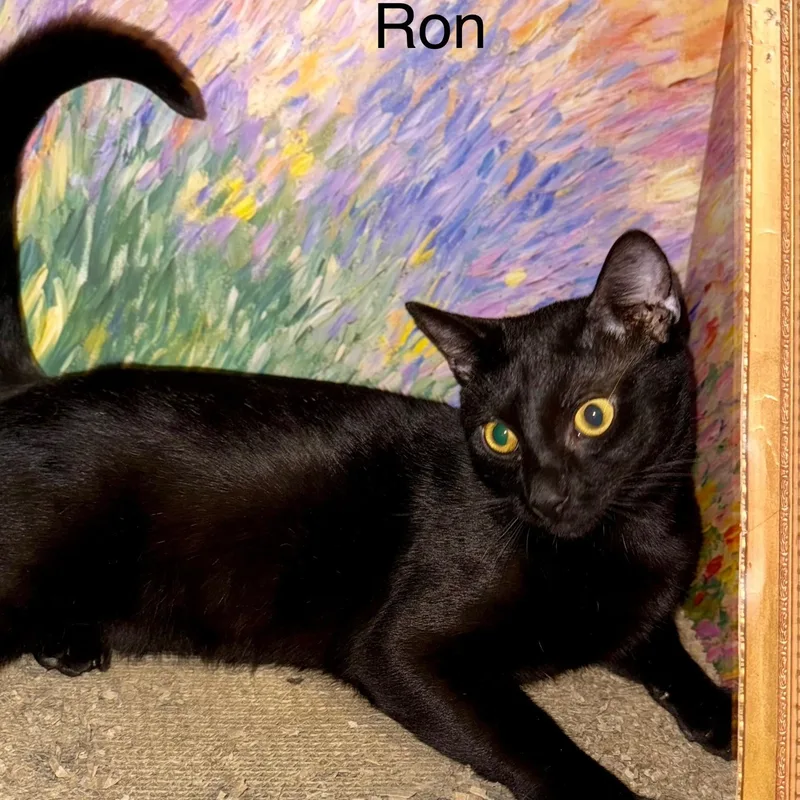 An adult medium-sized male Black Domestic Short Hair cat named Ron for adoption in SNOW HILL, NC