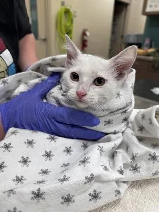 A baby small-sized female Domestic Short Hair cat named Marlboro for adoption in Fishers, IN