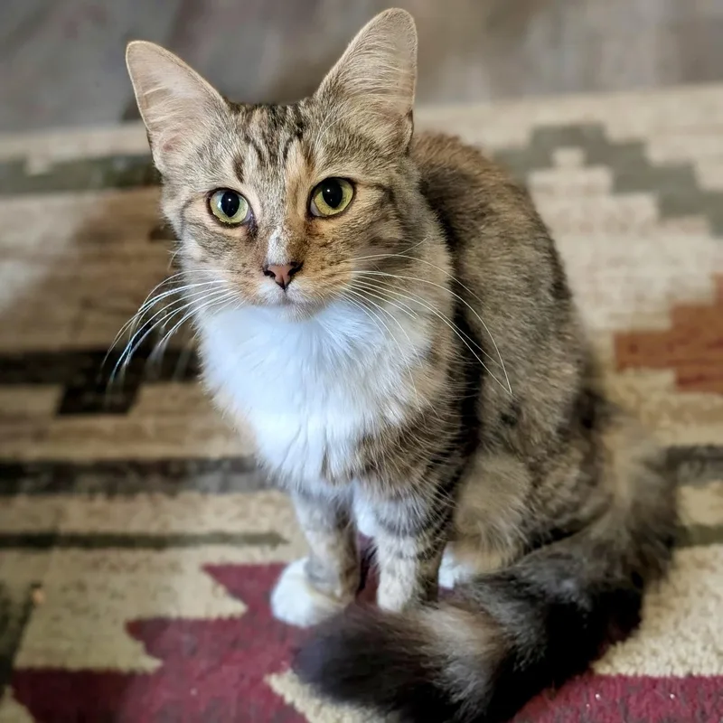 A young medium-sized female Domestic Medium Hair cat named Saffron Rice for adoption in Richmond, VA
