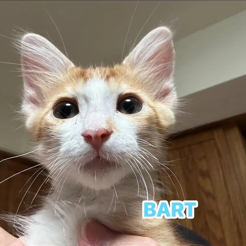 A baby medium-sized male Orange & White Domestic Short Hair cat named Bart for adoption in Queen Creek, AZ