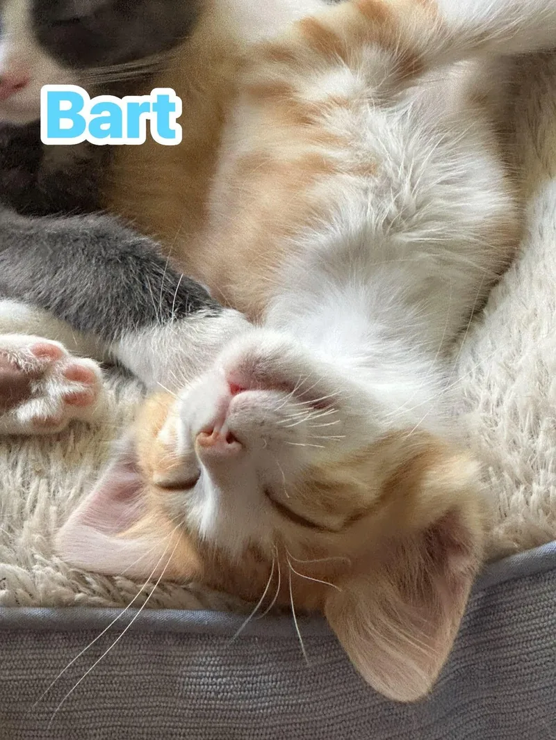 Bart thumbnail 2