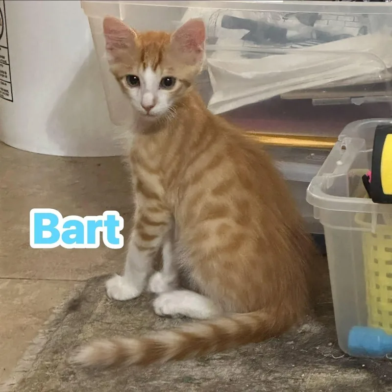 Bart thumbnail 3