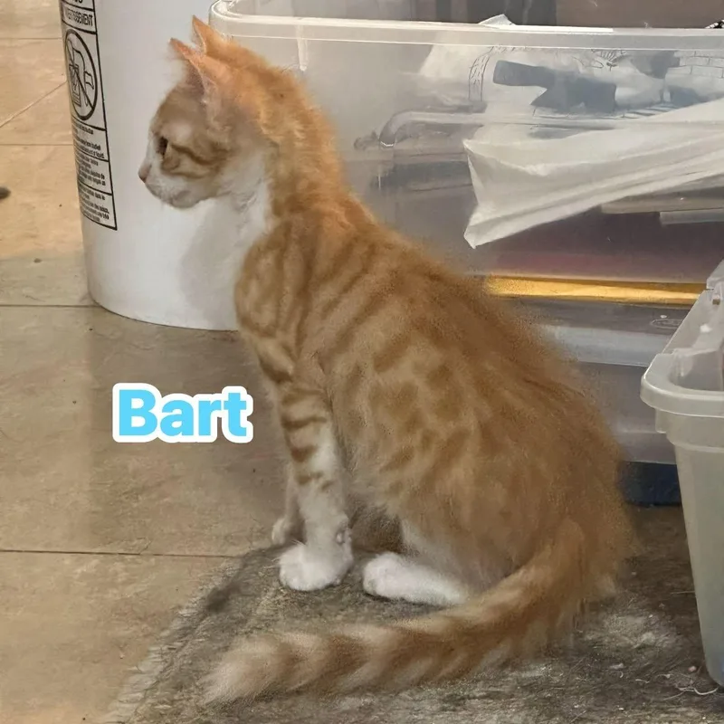 Bart thumbnail 4