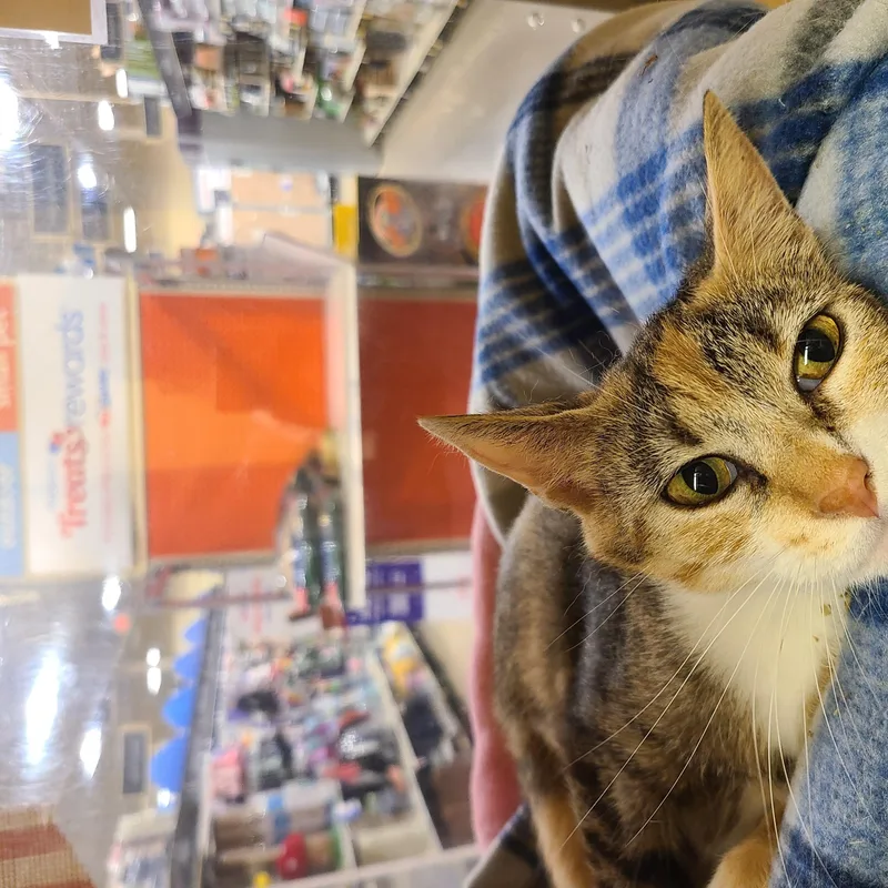 An adult medium-sized female Tabby (Buff / Tan / Fawn) Domestic Short Hair cat named Teala for adoption in Gerrardstown, WV