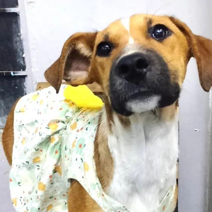 A young medium-sized female Mixed Breed dog named Ellie for adoption in Plainfield, IL