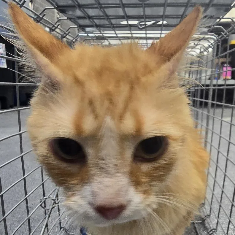 An adult medium-sized male Orange / Red Domestic Long Hair cat named Mellow for adoption in Montgomery, AL