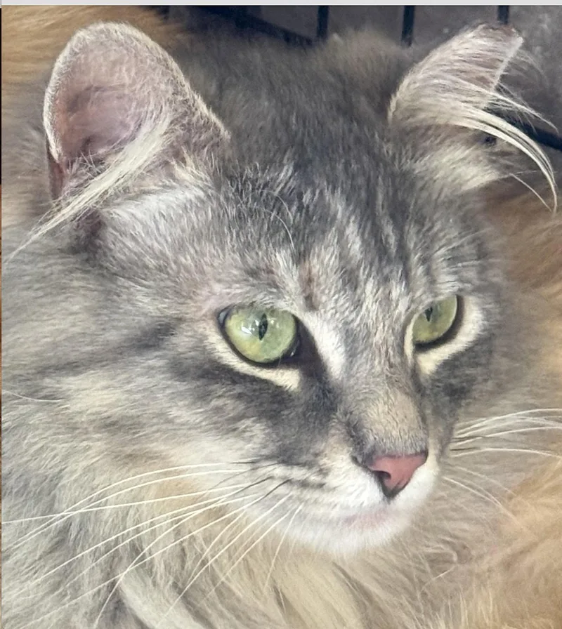 Peaches And Sage thumbnail 3