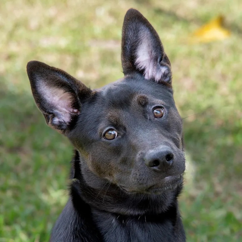 Puppy Lumi thumbnail 2