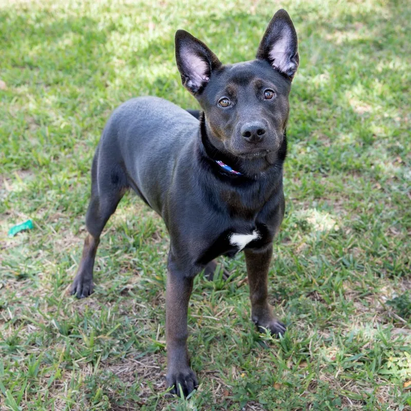 Puppy Lumi thumbnail 3