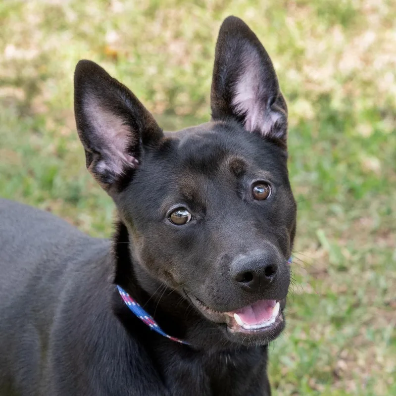 Puppy Lumi thumbnail 4