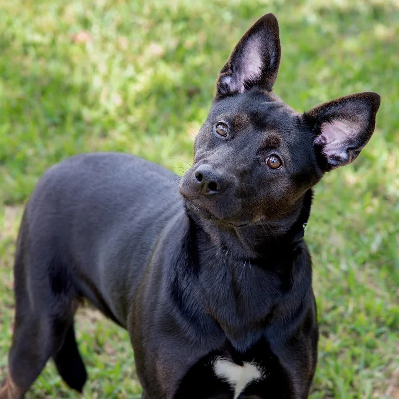 Puppy Lumi thumbnail 5