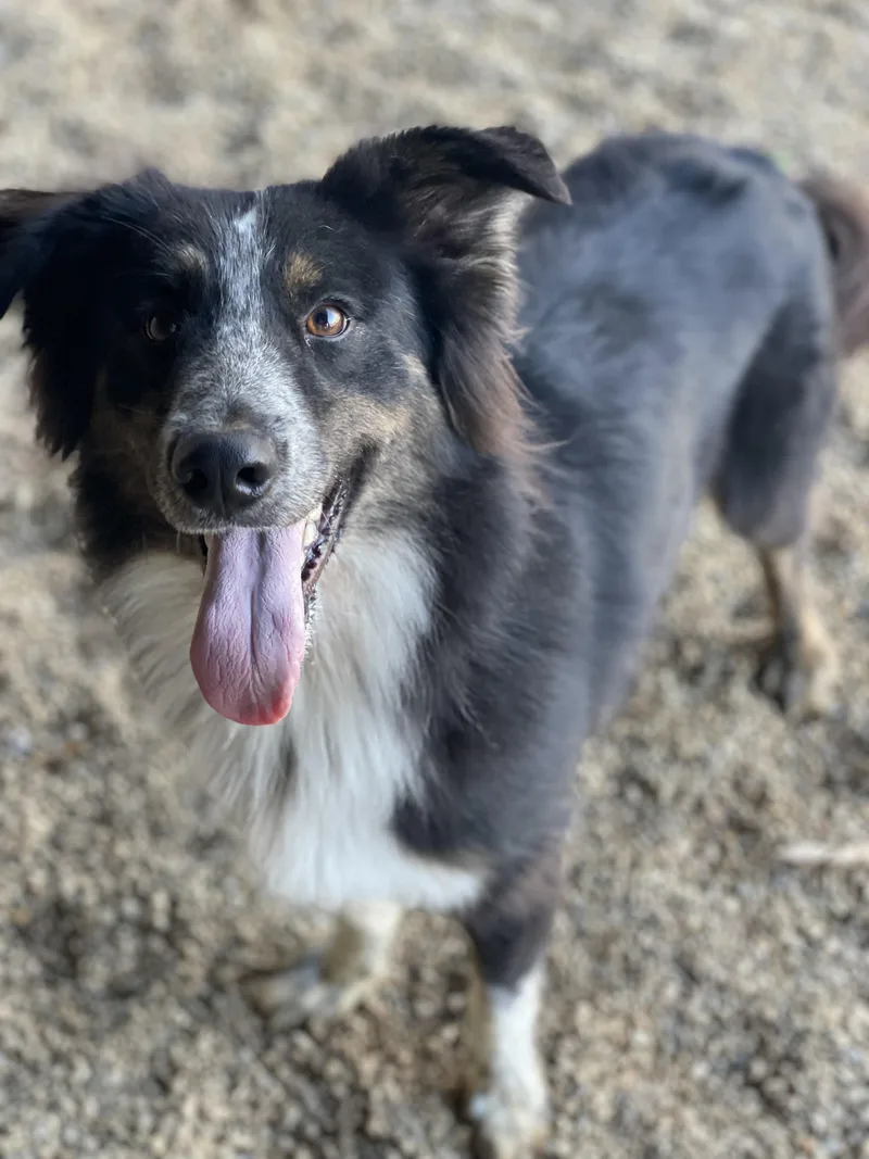 An adult medium-sized male Tricolor (Brown, Black, & White) Mixed Breed dog named Segunda for adoption in Lacon, IL
