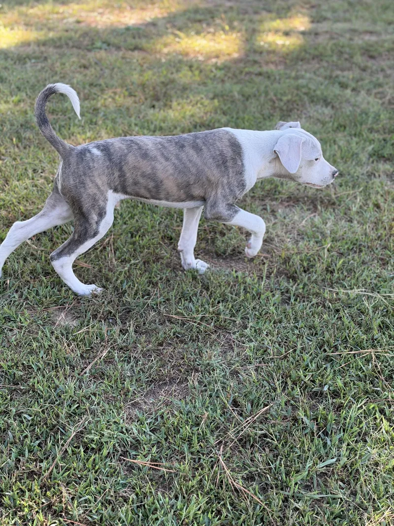 A baby medium-sized male Pit Bull Terrier dog named Early for adoption in Pembroke, MA