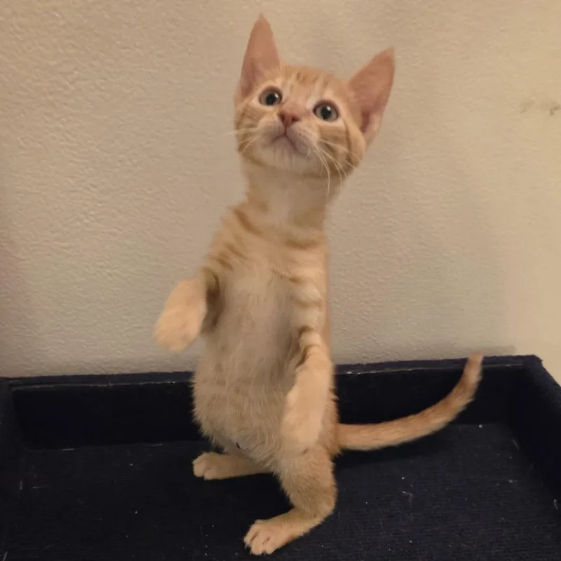 A baby small-sized male Orange / Red Domestic Short Hair cat named Squash for adoption in Lauderhill, FL