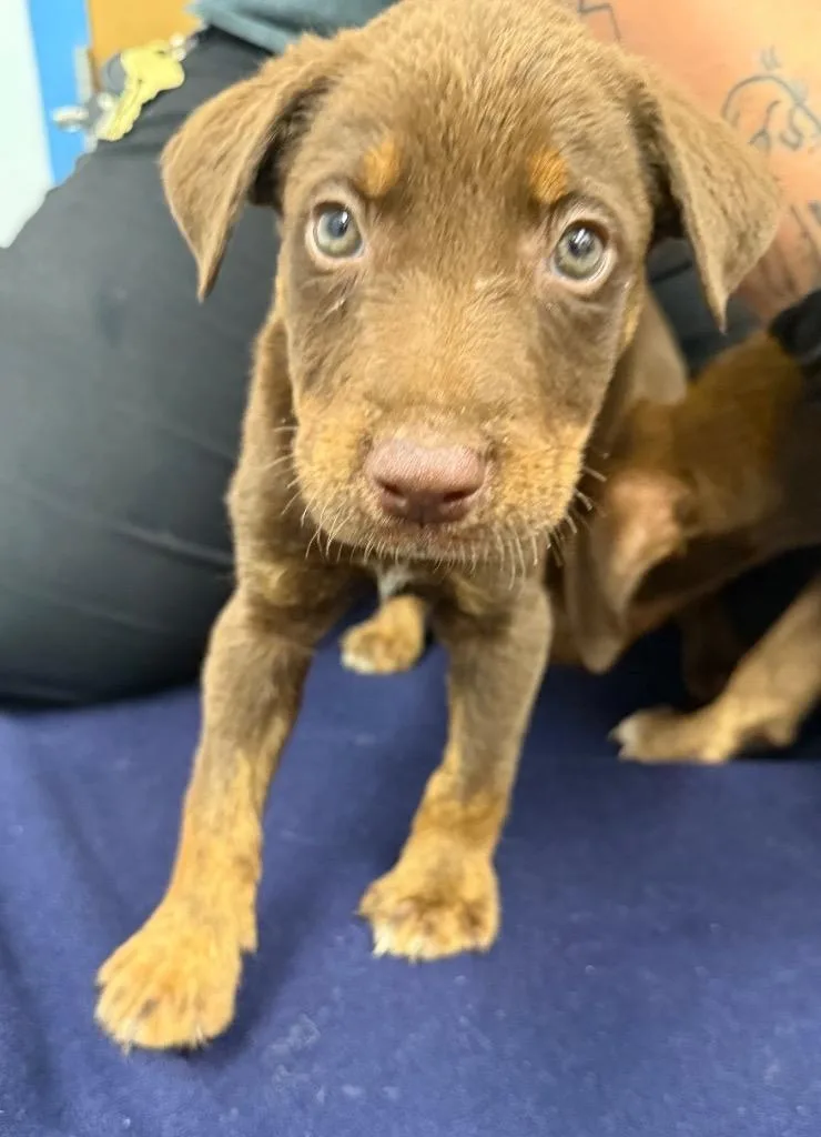 A baby medium-sized male Doberman Pinscher dog named Kip for adoption in Hartsville, SC