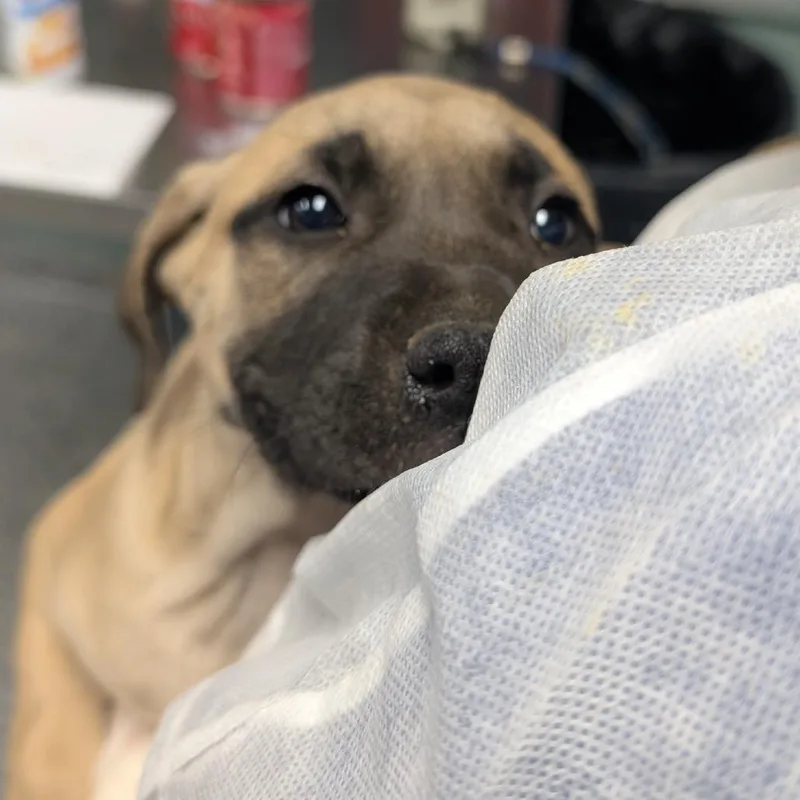 A baby small-sized female Yellow / Tan / Blond / Fawn Labrador Retriever dog named Berry for adoption in Greenville, SC